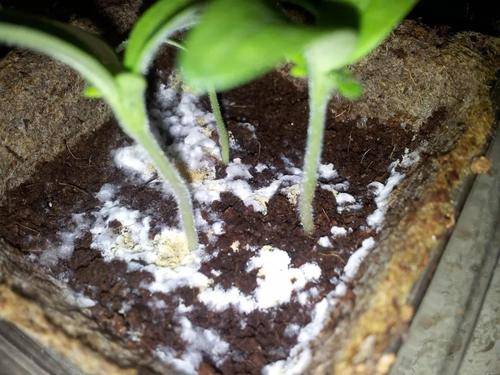 养花盆土长出这东西,赶紧翻盆换土,不然花花越长越差