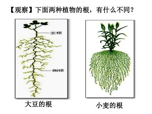 植物与土壤