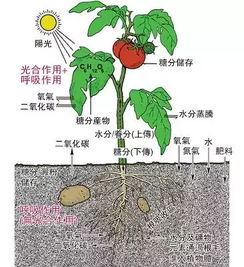 科普 水里就能种蔬菜