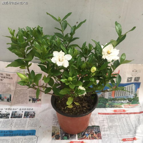 秋天该如何管理栀子花 盆栽多注意此5点,花香扑鼻,洁白雅致