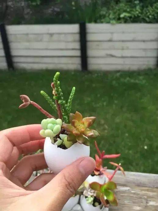 不用一分钱,就能把家变成美丽的花园