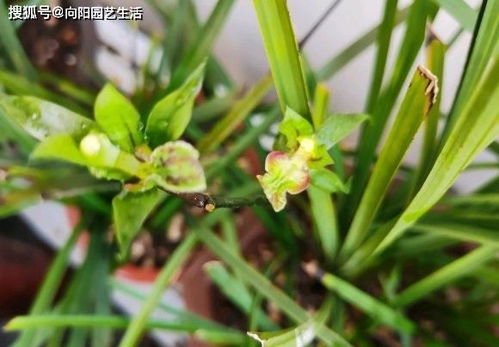 兰花浇水,2种 毒水 不能浇,滋生细菌烂根,直接把花浇死