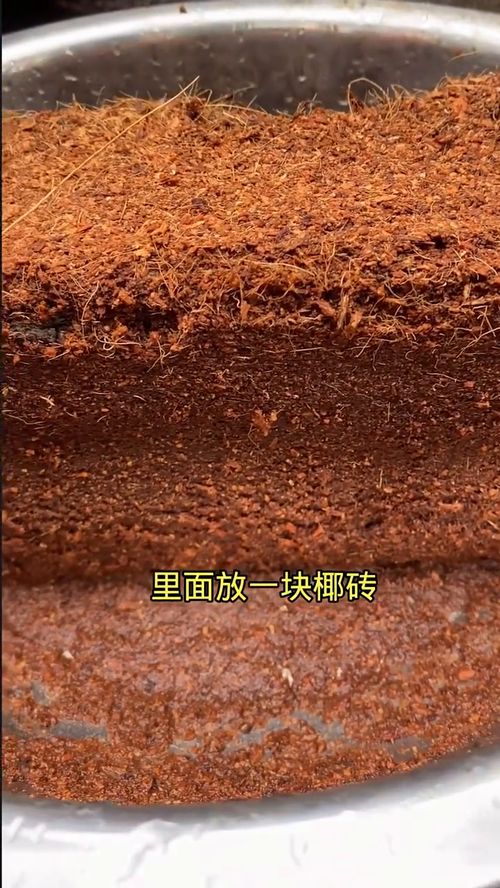 一块椰砖可以泡出多少椰土