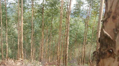 有1500棵桉树准备成材,开价多少划算呢,价格低了怕吃亏