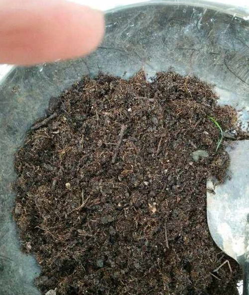 养花营养土不能少 这几种东西 混一混 ,肥力强,简单又实用