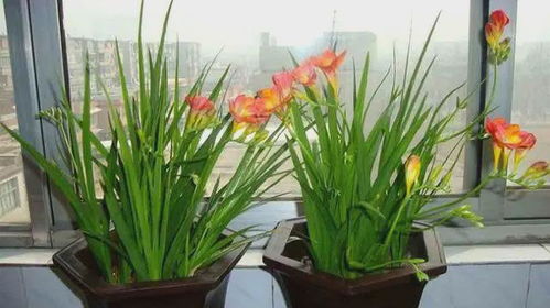 通用营养土可以直接种菜吗