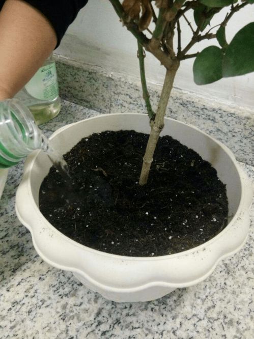 这4种情况不能换盆 不然花养不好,还容易烂根