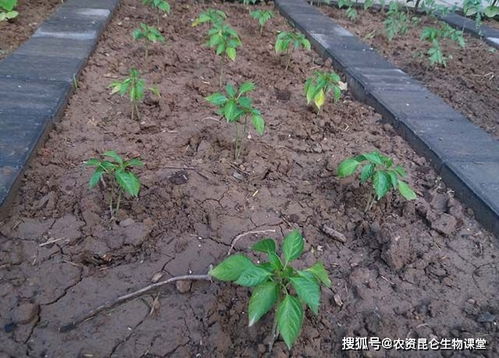 辣椒需要用什么肥 辣椒用什么复合肥好 辣椒叶面肥用哪个好