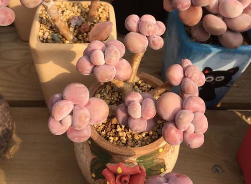 新手养多肉怎么配土,了解颗粒土使用要点