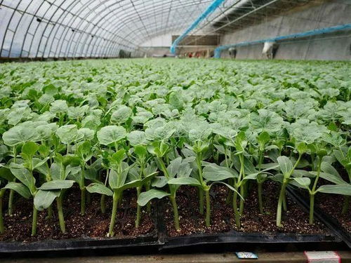 中国蔬菜育苗的 冰山与火海