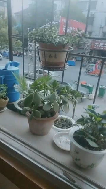 没有多余空间放花盆可以用这种方法,很方便