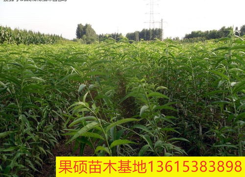 晚熟油蟠桃苗风味天后油桃苗品种介绍