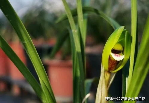 兰花可以用果实种植吗 兰友说 兰花根本没有种子啊