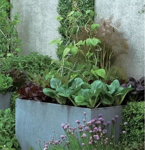种花种草,也种菜
