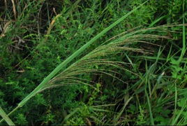 禾本科植物求名2 