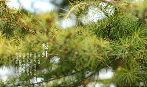 松针什么人不能吃这个宝贝怎么吃好 松针粉的功效与作用及食用方法
