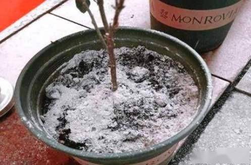 花盆有飞虫 教你 3招 小技巧,灭虫效果好,根系壮 枝叶绿