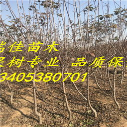 【两公分鲁丽苹果苗价格】- 黄页88网