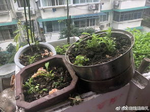 楼道种菜用粪便施肥 爆料网友已崩溃