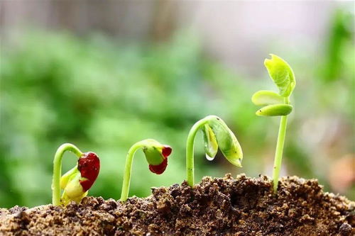 蔬菜要想长得好,适宜温度很重要 附常见蔬菜生长适宜温度