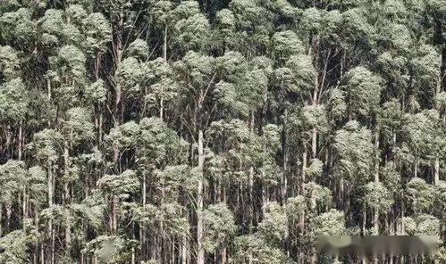 在国内哪些地方可以种植桉树 种植桉树会对环境有什么影响吗 广西桉树产量全世界第一,桉树真的会污染环境吗