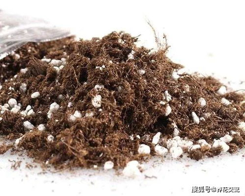 泥炭土和什么土搭配好浇水