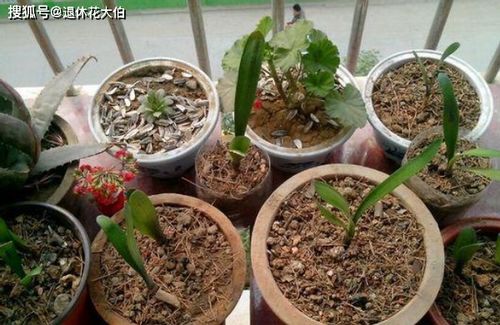 6升营养土可以种几盆花卉