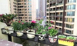 家中阳台及院落花盆积水中容易滋生的蚊虫是