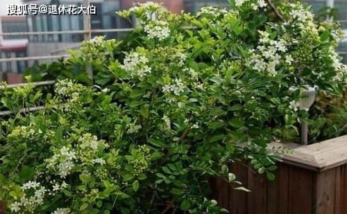 养九里香,怎样才能不烂根 摸清这些实现四季常青不难
