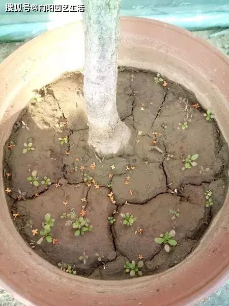 花土硬的像 钻石 ,浇水浇不透,养花养不活,怎么能养好花
