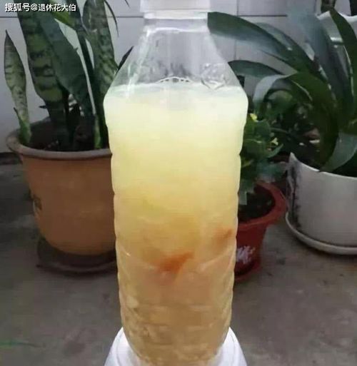 淘米洗菜水全比不上它,兑水浇花,养叶又养根养土