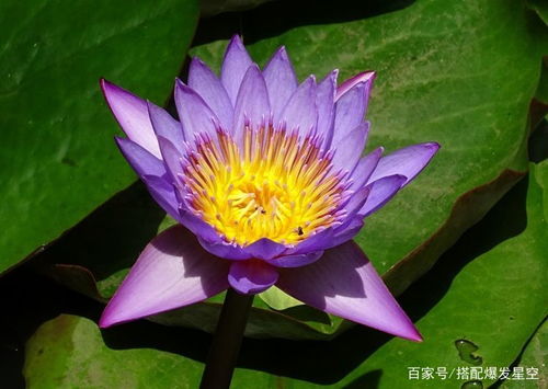 4月初,桃花映相思,牵手旧人续写前缘,爱情更胜当初的4大星座