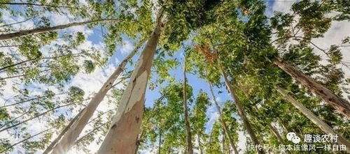 两会定了 农村禁止种的2种树,农民家里种了,抓到会受到处罚