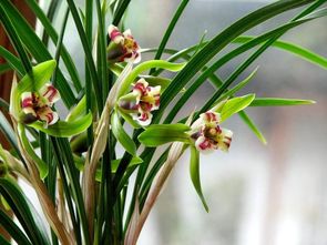 这样给兰花浇水,才能花开满盆