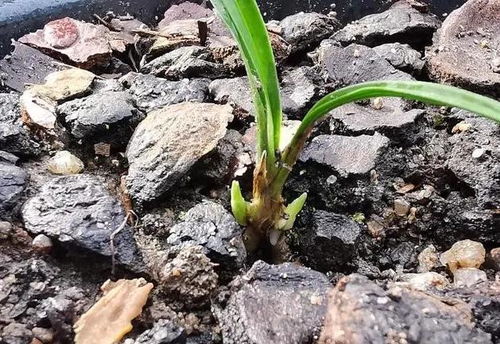 腐殖土种植兰花容易烂根 看看这三个实例,新手也能养好兰花
