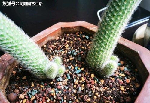 仙人球是 食石者 ,盆里放点 小碎石 ,长的健壮,开花多