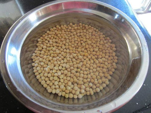 黄豆 泡 水里,发酵成浇花水给花来一点,啥花都能养好