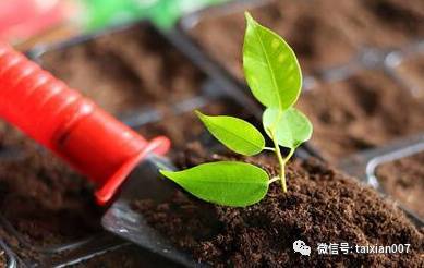土壤消毒杀菌的最好方法