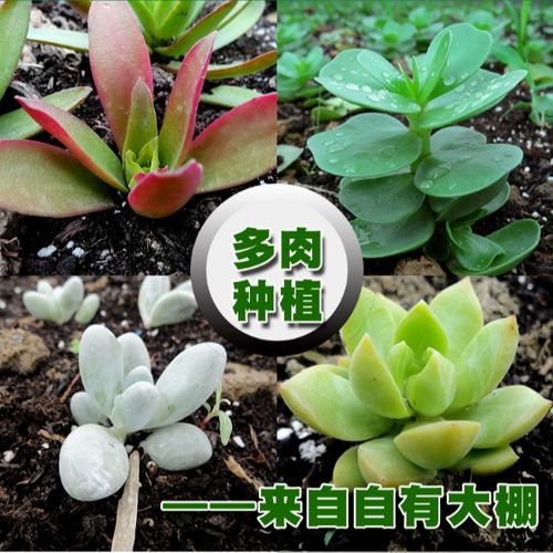 营养土可以种多肉吗