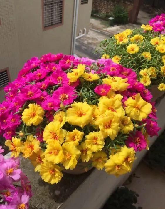 盆栽太阳花,使劲 虐待 ,憋满侧芽,花似小牡丹,开满大阳台