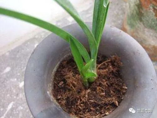 兰花怎么养 兰花怎么换盆,兰花换盆方法图解