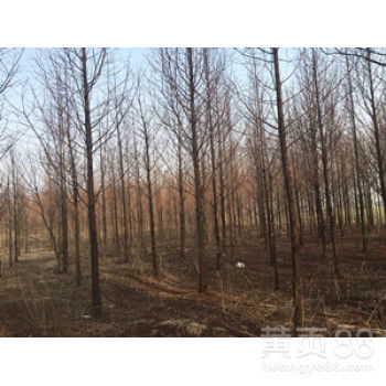 【9公分10公分11公分水杉】-黄页88网