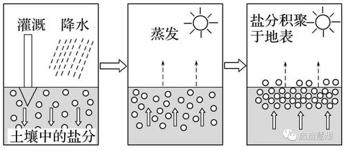 当前土壤盐碱化已经成为一个全球性的问题,土壤盐渍化分为原生盐渍化和次生盐碱化两类,关于盐碱化的所有考点本文给你弄全了