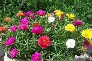 把太阳花养成老桩,从夏到秋花开不断