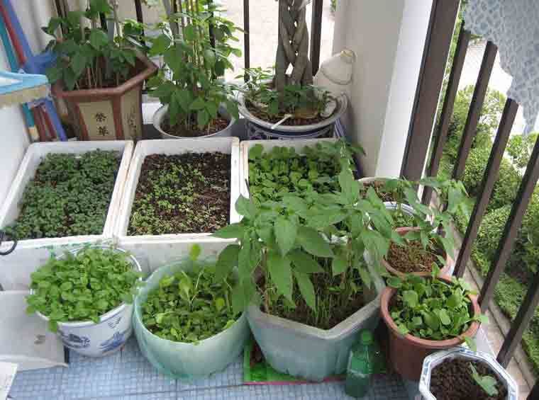 阳台之上种植蔬菜,土壤和肥料如何获得,老农 自己制作并不难