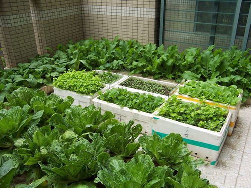 阳台种菜,自制营养土,土壤更耐用,营养更丰富,蔬菜长得更好