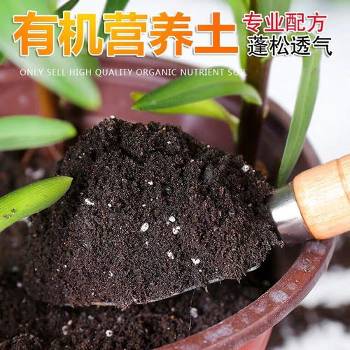 通用营养土可以种多肉吗