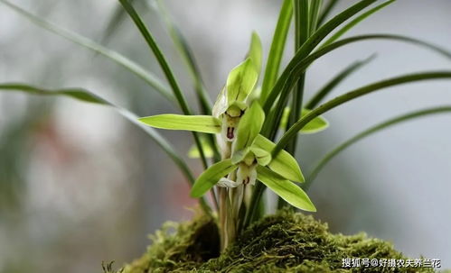 柳树枝发酵水浇兰花可以吗 关于兰花浇肥水,这几点兰友须知