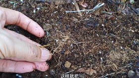 糠条,椰糠砖,泥炭土到底怎么用