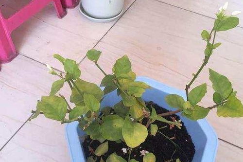 一分钟,教会你怎样养茉莉,快死的茉莉也能叶茂根壮,四季开花
